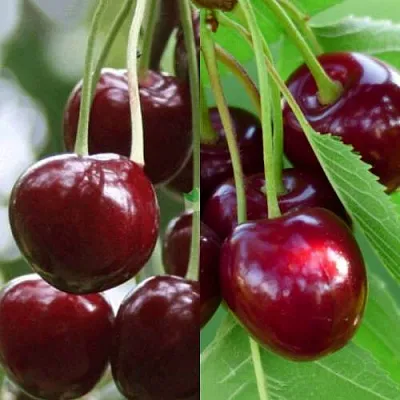 Комплект ВИШНЕВЫЙ ТАНДЕМ в Иваново