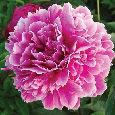 Пион ПУРПУРНАЯ ФЕЕРИЯ травянистый  Пион ПУРПУРНАЯ ФЕЕРИЯ травянистый в Иваново