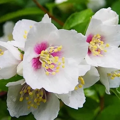 Жасмин БЕЛЬ ЭТУАЛЬ  Жасмин БЕЛЬ ЭТУАЛЬ в Иваново