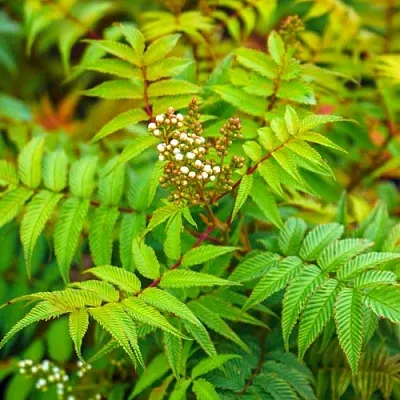 Рябинник в Иваново