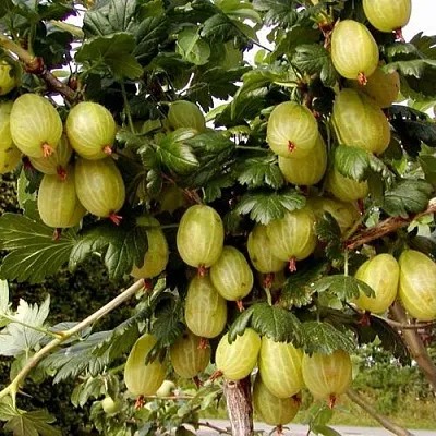 Крыжовник ИНВИКТА  Крыжовник ИНВИКТА в Иваново