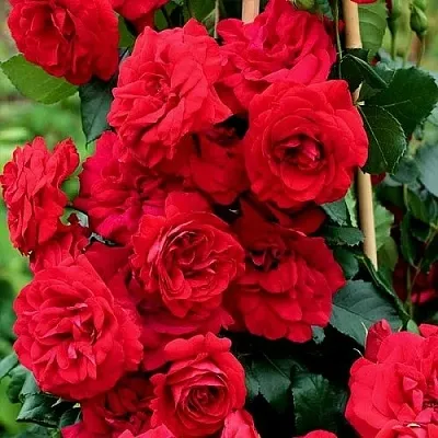 Саженцы роз АМАДЕУС плетистая  Саженцы роз АМАДЕУС плетистая в Иваново