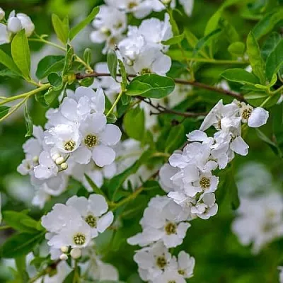 Экзохорда в Иваново