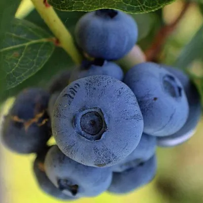 Средние сорта в Иваново