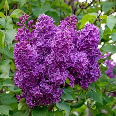 Сирень СУМЕРКИ  Сирень СУМЕРКИ в Иваново