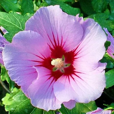 Гибискус ПИНК ФЛИРТ сирийский  Гибискус ПИНК ФЛИРТ сирийский в Иваново