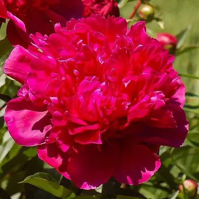 Пион БИГ БЕН травянистый  Пион БИГ БЕН травянистый в Иваново