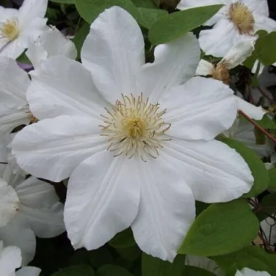 Клематис в Иваново