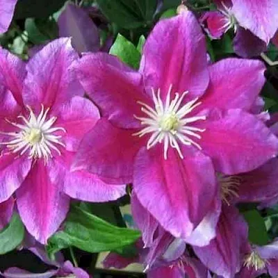 Клематис ХАНИЯ  Клематис ХАНИЯ в Иваново