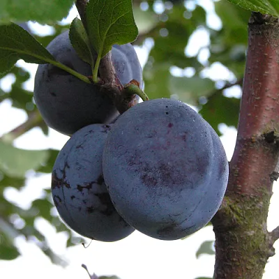 Слива ВЕНГЕРКА БЕЛОРУССКАЯ  Слива ВЕНГЕРКА БЕЛОРУССКАЯ в Иваново