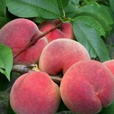 Персик КАНАДИАН ХАРМОНИ в Иваново