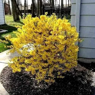 Форзиция ЛЕДНОГОРА промежуточная  Форзиция ЛЕДНОГОРА промежуточная в Иваново