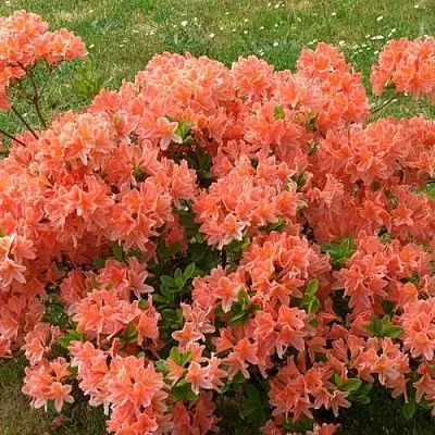 Рододендрон ЯПОНСКИЙ ОРАНЖЕВЫЙ  Рододендрон ЯПОНСКИЙ ОРАНЖЕВЫЙ в Иваново