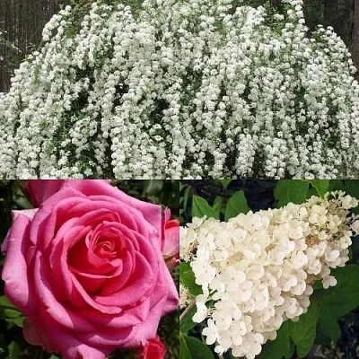 Комплект ВЕЧНАЯ КЛАССИКА в Иваново