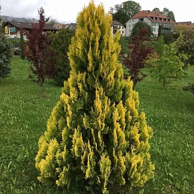 Туя ЕЛЛОУ РИББОН западная  Туя ЕЛЛОУ РИББОН западная в Иваново