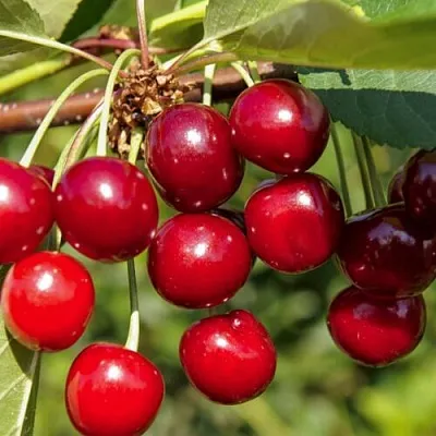 Вишня ЛЮБСКАЯ  Вишня ЛЮБСКАЯ в Иваново