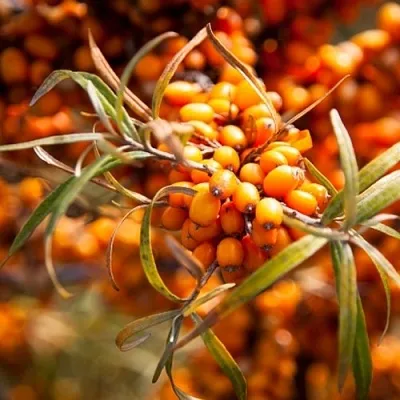 Облепиха ФИНСКАЯ  Облепиха ФИНСКАЯ в Иваново