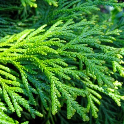 Туевик Туевик в Иваново