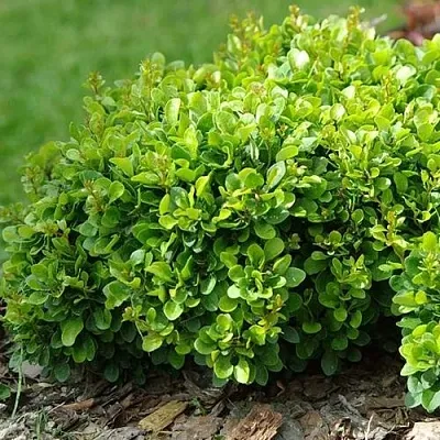 Барбарис КОБОЛЬД тунберга  Барбарис КОБОЛЬД тунберга в Иваново