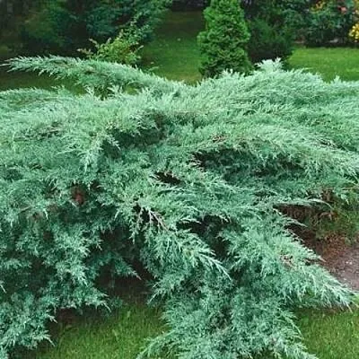 Можжевельник ГРЕЙ ОУЛ виргинский  Можжевельник ГРЕЙ ОУЛ виргинский в Иваново