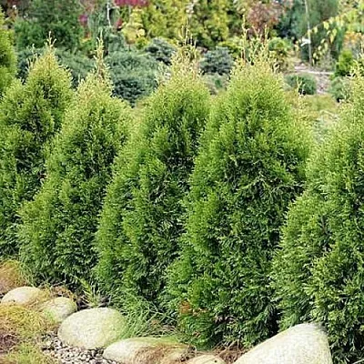 Туя СМАРАГД ВИТБОНТ западная  Туя СМАРАГД ВИТБОНТ западная в Иваново