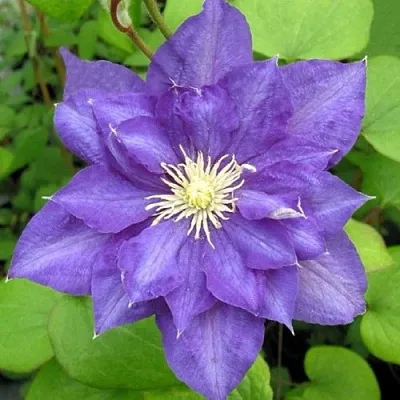 Клематис БЬЮТИ ОФ ВОЧЕСТЕР  Клематис БЬЮТИ ОФ ВОЧЕСТЕР в Иваново