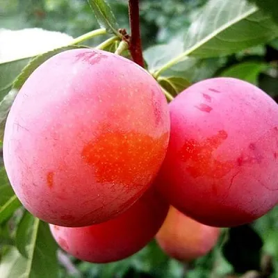 Слива КОМЕТА  Слива КОМЕТА в Иваново