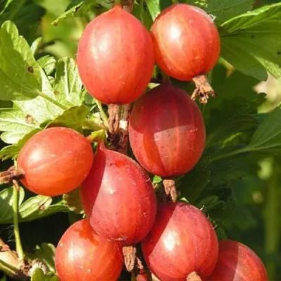 Крыжовник МАШЕКА  Крыжовник МАШЕКА в Иваново