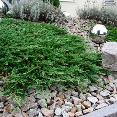 Можжевельник ПРИНЦ ОФ УЭЛЬС горизонтальный  Можжевельник ПРИНЦ ОФ УЭЛЬС горизонтальный в Иваново