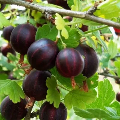 Крыжовник СЕВЕРНЫЙ КАПИТАН  Крыжовник СЕВЕРНЫЙ КАПИТАН в Иваново