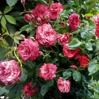 Саженцы роз БРАУНИ плетистая — описание сорта Саженцы роз БРАУНИ плетистая в Иваново