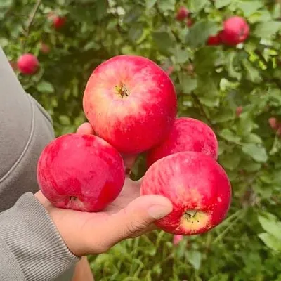 Яблоня АКСЕНА в Иваново