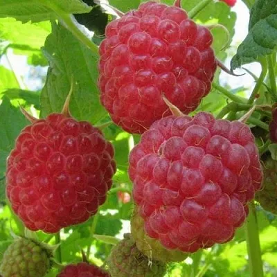 Малина НОВОСТЬ КУЗЬМИНА   Малина НОВОСТЬ КУЗЬМИНА  в Иваново