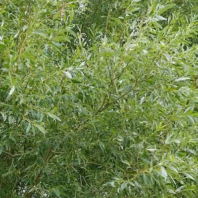 Ива ВИТЕЛЛИНА белая  в Иваново