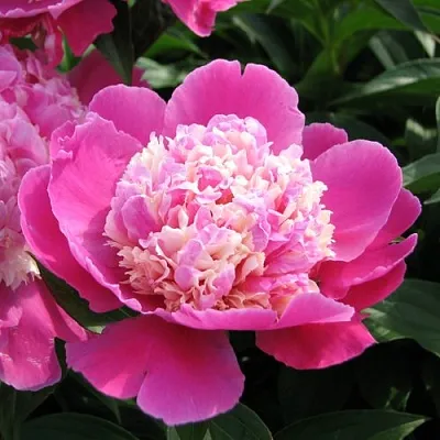 Пион КОРА СТАББС травянистый  Пион КОРА СТАББС травянистый в Иваново