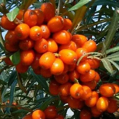 Облепиха ПЛАМЕННАЯ  Облепиха ПЛАМЕННАЯ в Иваново