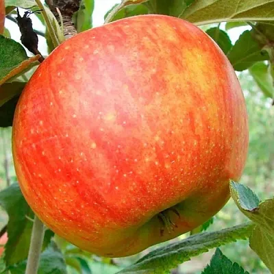 Яблоня ЦЕЛЕСТЕ в Иваново