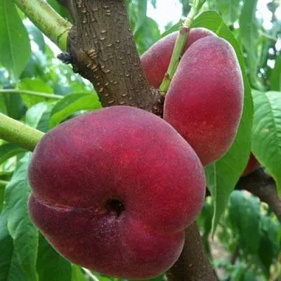 Персик АЛЕКС ИНЖИРНЫЙ в Иваново