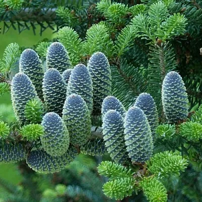 Пихта Пихта в Иваново