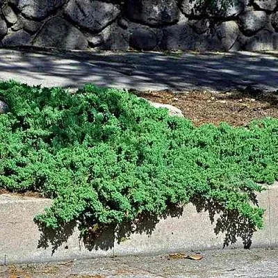 Можжевельник НАНА лежачий  Можжевельник НАНА лежачий в Иваново