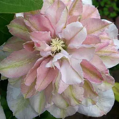 Клематис ИННОСЕНТ БЛАШ  Клематис ИННОСЕНТ БЛАШ в Иваново