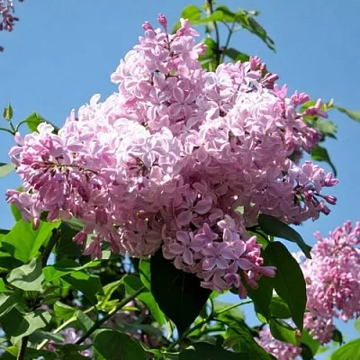 Сирень БУФФОН  Сирень БУФФОН в Иваново