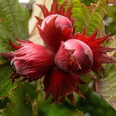 Фундук в Иваново