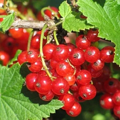 Смородина красная РАЧКОВСКАЯ в Иваново