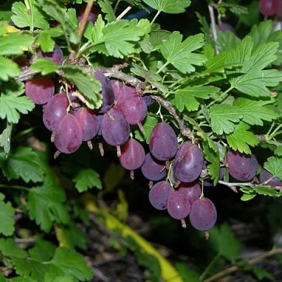 Крыжовник ГРУШЕНЬКА  Крыжовник ГРУШЕНЬКА в Иваново