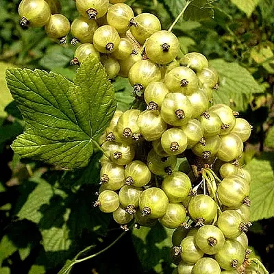 Смородина зеленоплодная СНЕЖНАЯ КОРОЛЕВА в Иваново