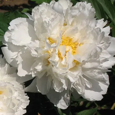 Пион БОУЛ ОФ КРИМ травянистый  Пион БОУЛ ОФ КРИМ травянистый в Иваново