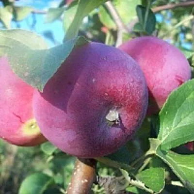 Яблоня СЕРЕБРЯНОЕ КОПЫТЦЕ в Иваново