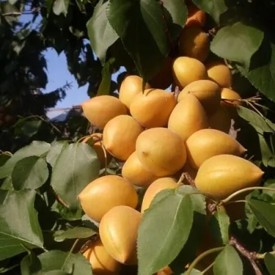 Абрикос МАНИТОБА — описание сорта Абрикос МАНИТОБА в Иваново