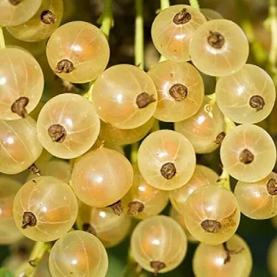 Смородина белая СМОЛЬЯНИНОВСКАЯ  Смородина белая СМОЛЬЯНИНОВСКАЯ в Иваново